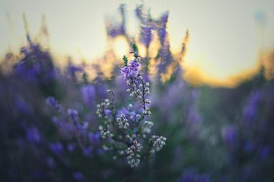 Close-up of purple flowering plants on field