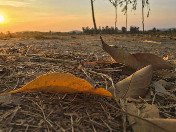 Close-up of dry leaves on field during sunset