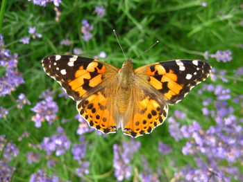 Butterfly on flower