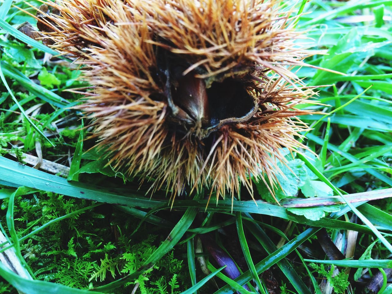 one animal, animal themes, plant, grass, close-up, growth, nature, outdoors, green color, high angle view, no people, day, wildlife, field, animals in the wild, leaf, freshness, brown, insect, beauty in nature