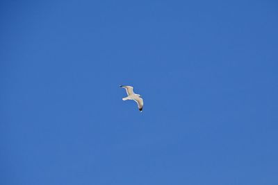 Low angle view of bird flying against clear blue sky