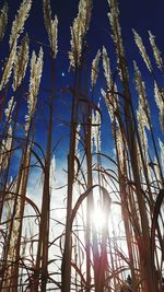 Low angle view of trees against blue sky