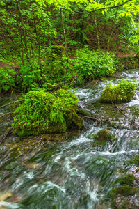 River flowing through forest