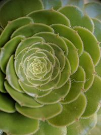 Close-up of succulent plant
