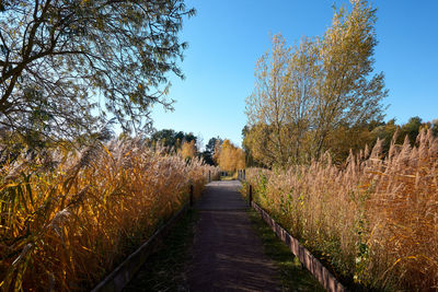 Footpath amidst trees against clear sky