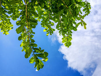 Low angle view of tree against sky