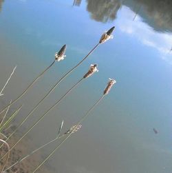 Reflection of plants in water