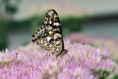 Close-up of butterfly pollinating on pink flower