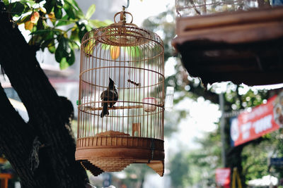 Close-up of bird perching in cage