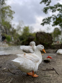 Portrait of ducks 