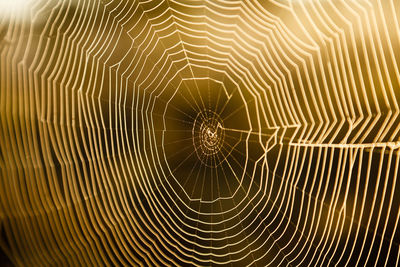 Close-up of spider on web