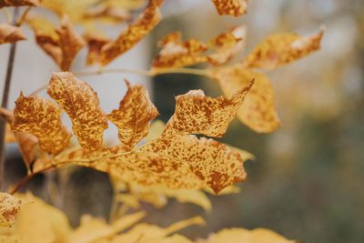 Close-up of dried autumn leaves