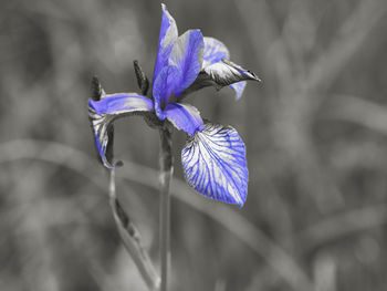 Close-up of purple iris flower