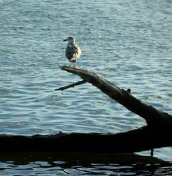 Bird perching on driftwood in lake