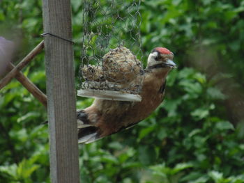 Close-up of bird perching on branch