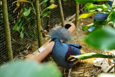 Crown pigeon, native to west papua, indonesia