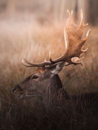 Fallow deer resting on the ground