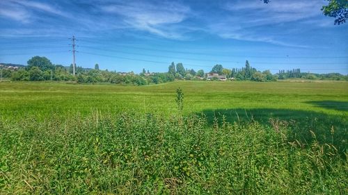 Scenic view of grassy field against sky