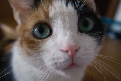 Close-up portrait of cat