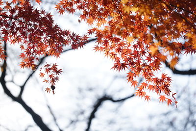 Low angle view of maple tree