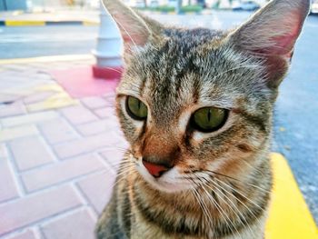 Close-up portrait of cat