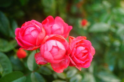 Close-up of pink rose