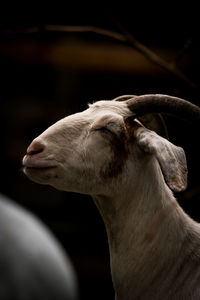 Close-up of goat