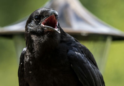 Close-up of a bird looking away