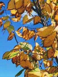 Low angle view of leaves on plant against sky