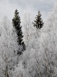 Plants on field against sky during winter