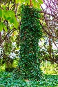 Low angle view of tree