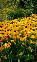 Yellow flowers blooming on field