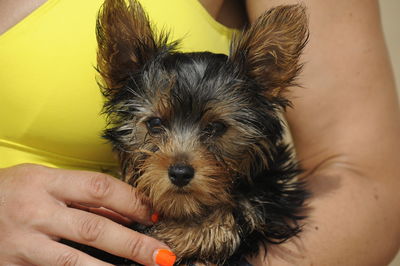 Midsection of person holding small dog