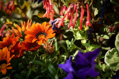Close-up of bee pollinating on purple flower