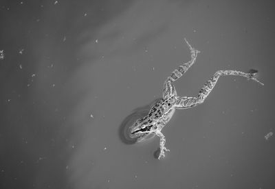 High angle view of turtle in sea