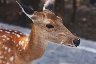 Close-up of deer