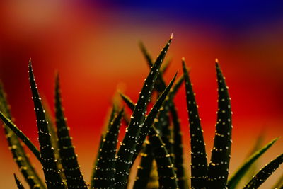 Close-up of plants against sky at sunset