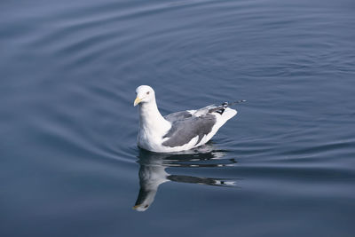 Seagull swimming in lake