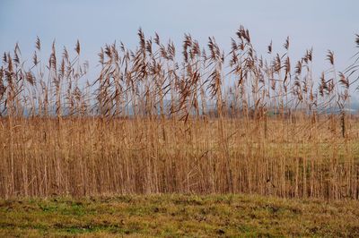 Close-up of grass on field against sky