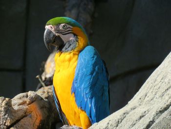 Close-up of parrot perching on wood
