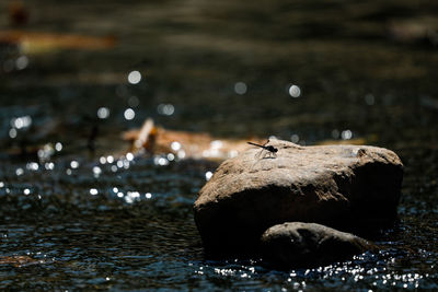 Bird perching on rock by lake