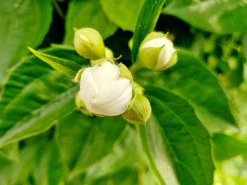 Close-up of white flowering plant