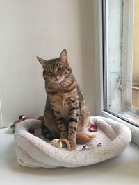 Portrait of cat sitting on window