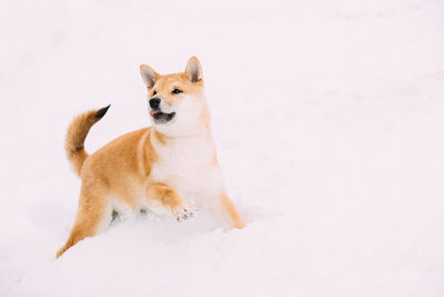 Dogs on snow covered field