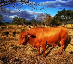 Cows standing in a field