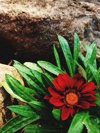 Close-up of red flowering plant