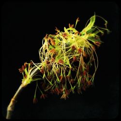 Close-up of plant against black background