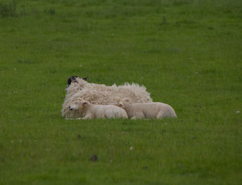 Sheep in a field