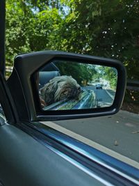 Reflection of side-view mirror of car