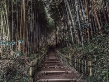 Panoramic view of trees in forest